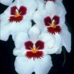 Triple Spikes Miltoniopsis Don Egger (3.5" Pot)