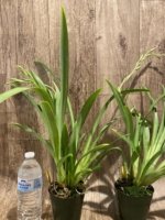 Triple Spikes Miltoniopsis Don Egger (3.5" Pot) - Image 4