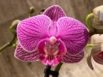 Double Spikes Phalaenopsis I-Hsin Mattie (3.5" pot) - Image 3