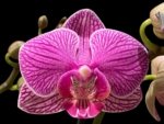 Double Spikes Phalaenopsis I-Hsin Mattie (3.5" pot)