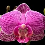 Double Spikes Phalaenopsis I-Hsin Mattie (3.5" pot)