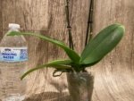 Double Spikes Phalaenopsis I-Hsin Mattie (3.5" pot) - Image 8