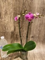Double Spikes Phalaenopsis I-Hsin Mattie (3.5" pot) - Image 6