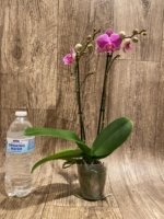 Double Spikes Phalaenopsis I-Hsin Mattie (3.5" pot) - Image 7
