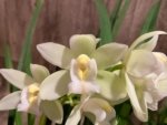 In Spike Cymbidium Mini Lime Green (4" pot) - Image 2