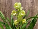 In Spike Cymbidium Mini Lime Green (4" pot) - Image 3