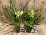 In Spike Cymbidium Mini Lime Green (4" pot) - Image 5