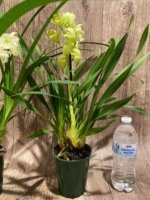 In Spike Cymbidium Mini Lime Green (4" pot) - Image 7