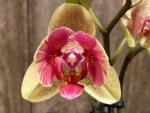 Double Spikes Phalaenopsis Red Jujube Peloric (3.5” pot) - Image 3