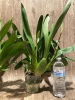 Quadruple Spikes - Odontocidium Catatante ‘Sun King’ Large Plants (3.5” pot) - Image 8