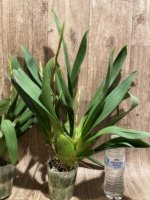 Quadruple Spikes - Odontocidium Catatante ‘Sun King’ Large Plants (3.5” pot) - Image 10