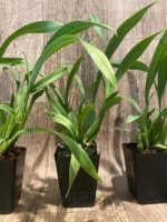 Fragrant - Brassia Orange Delight  "Hilo Sunrise' (3.5” pot) - Image 6