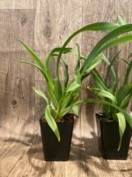 Fragrant - Brassia Orange Delight  "Hilo Sunrise' (3.5” pot) - Image 5