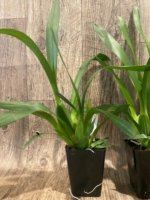 Bratonia Lavender Kiss 'Lavender Taffy' Blooming Size (3.5" pot) - Image 4