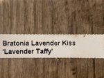 Bratonia Lavender Kiss 'Lavender Taffy' Blooming Size (3.5" pot) - Image 7