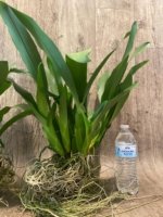 Brassia Aunty Diana Aki (Brs. caudata alba x Edvah Loo) Overgrowth can devide to several pots (3.5” pot) - Image 9