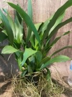 Brassia Aunty Diana Aki (Brs. caudata alba x Edvah Loo) Overgrowth can devide to several pots (3.5” pot) - Image 6