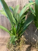 Brassia Aunty Diana Aki (Brs. caudata alba x Edvah Loo) Overgrowth can devide to several pots (3.5” pot) - Image 7