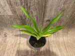 RARE Variegated Leaves Phragmipedium Bouley Bay (Eric Young 'Broadwaters' × Grande 'Vista’) (4" pot) - Image 4