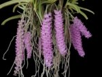 Rhynchostylis retusa pink × sib (3.5” pot)