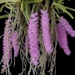 Rhynchostylis retusa pink × sib (3.5” pot)