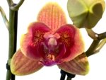 Double Spikes Phalaenopsis Sogo Allen Peloric (3.5 “ Pot) - Image 2