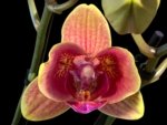 Double Spikes Phalaenopsis Sogo Allen Peloric (3.5 “ Pot)