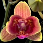 Double Spikes Phalaenopsis Sogo Allen Peloric (3.5 “ Pot)