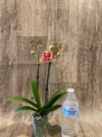 Double Spikes Phalaenopsis Sogo Allen Peloric (3.5 “ Pot) - Image 5