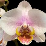 Double Spikes Phalaenopsis I-Hsin Berry Butter (3,5” Pot)
