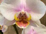 Double Spikes Phalaenopsis I-Hsin Berry Butter (3,5” Pot) - Image 5