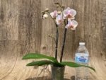 Double Spikes Phalaenopsis I-Hsin Berry Butter (3,5” Pot) - Image 6