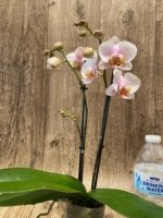 Double Spikes Phalaenopsis I-Hsin Berry Butter (3,5” Pot) - Image 8
