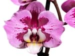 Double Spikes Phalaenopsis I-Hsin Spotted Deer x Dtps. KV Charmer Peloric (4.5” Pot) - Image 2