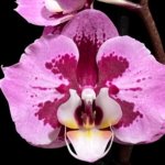 Double Spikes Phalaenopsis I-Hsin Spotted Deer x Dtps. KV Charmer Peloric (4.5” Pot)