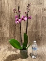 Double Spikes Phalaenopsis I-Hsin Spotted Deer x Dtps. KV Charmer Peloric (4.5” Pot) - Image 5