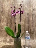 Double Spikes Phalaenopsis I-Hsin Spotted Deer x Dtps. KV Charmer Peloric (4.5” Pot) - Image 6