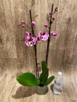 Double Spikes Phalaenopsis I-Hsin Spotted Deer x Dtps. KV Charmer Peloric (4.5” Pot) - Image 7