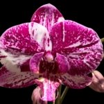 Double Spikes Phalaenopsis I-Hsin Super Star Rare Form (4.5" Pot)