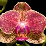 Double Spikes Phalaenopsis OX Yuanbao (3.5" pot)