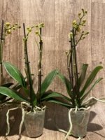 Double Spikes Phalaenopsis OX Yuanbao (3.5" pot) - Image 7