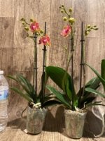 Double Spikes Phalaenopsis OX Yuanbao (3.5" pot) - Image 8