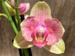 Double Spikes Phalaenopsis Twilight Star Peloric (3.5" pot)