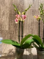 Double Spikes Phalaenopsis Twilight Star Peloric (3.5" pot) - Image 6