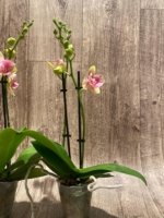 Double Spikes Phalaenopsis Twilight Star Peloric (3.5" pot) - Image 7