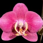 Double Spikes Phalaenopsis I-Hsin Rose Canary (3.5” Pot)