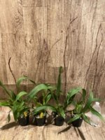 Tall Spike Colmanara Wildcat 'Petite Sirah' (3.5" pot) - Image 4