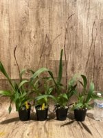 Tall Spike Colmanara Wildcat 'Petite Sirah' (3.5" pot) - Image 3