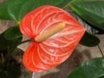 Novelty Rare Anthurium ‘Livium’ Orange (6” pot)