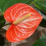 Novelty Rare Anthurium ‘Livium’ Orange (6” pot)